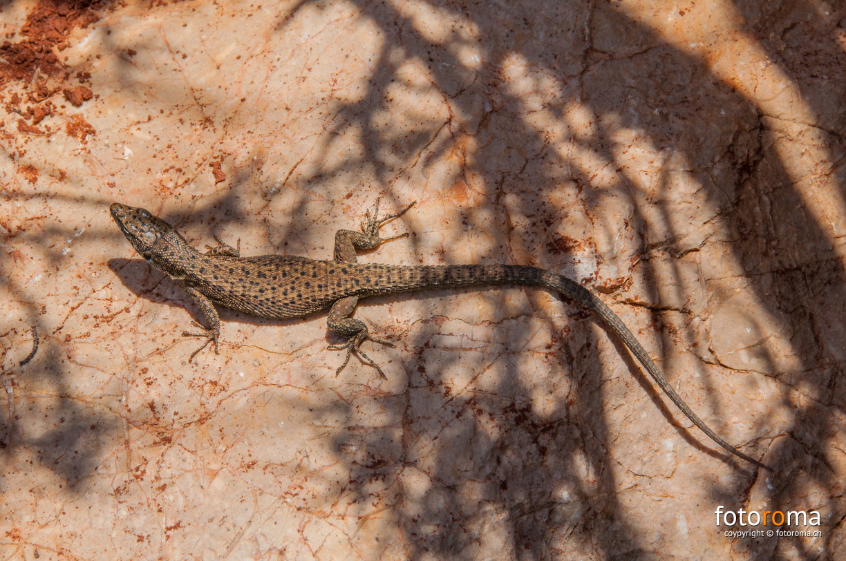 RM-2015.07.29-0570 - flickr-20278492258.jpg flickr-20278492258.jpg