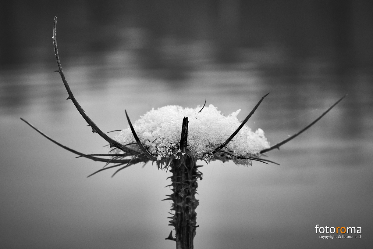 Schnee am See
 RM-2019-365-5.jpg