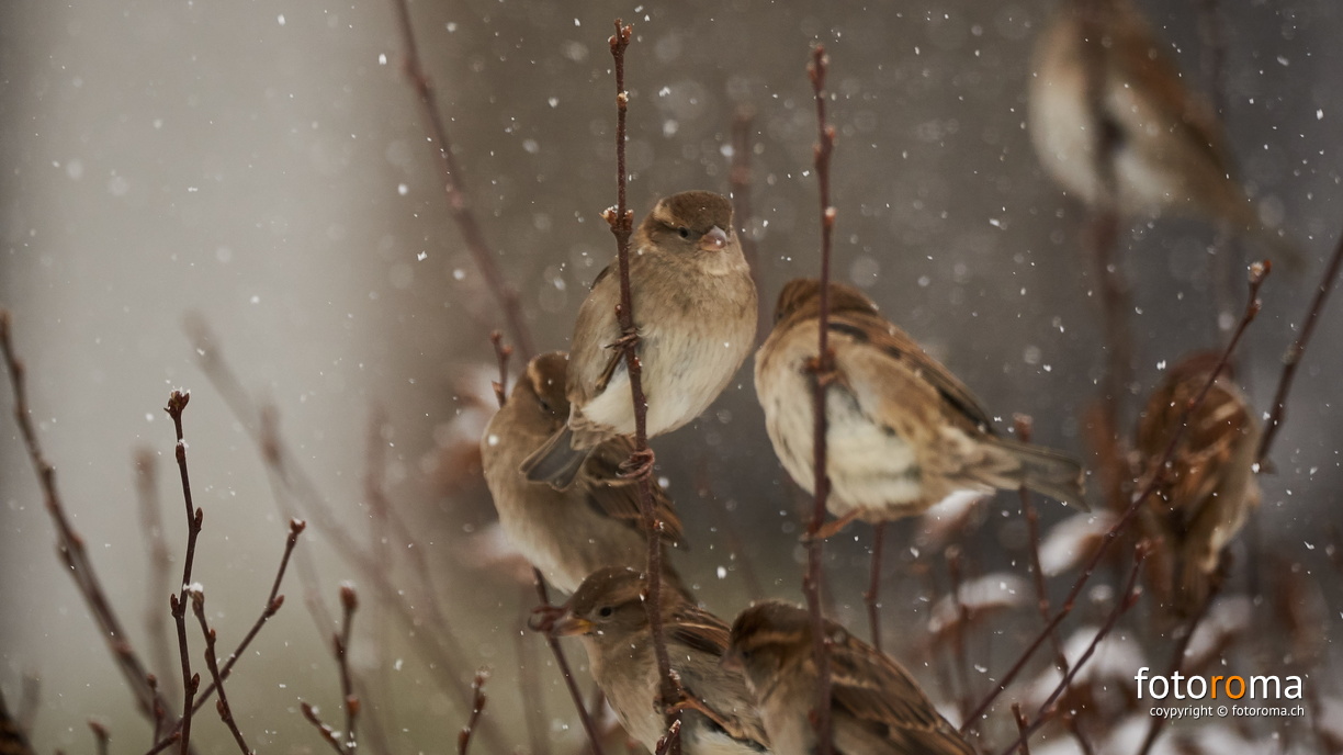 Spatzentreffen
 RM-2019-365-9.jpg