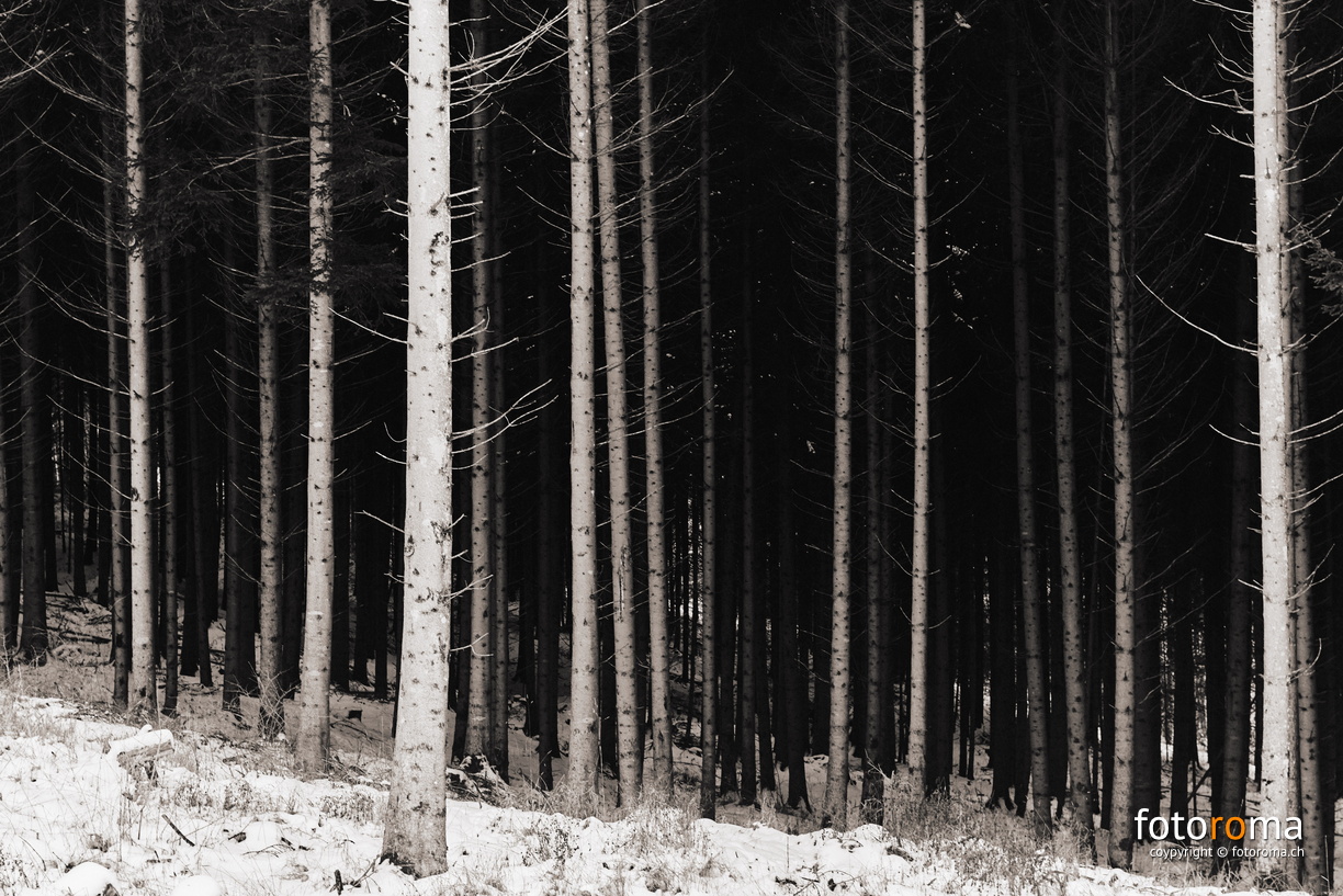 Waldrand
 RM-2019-365-12.jpg