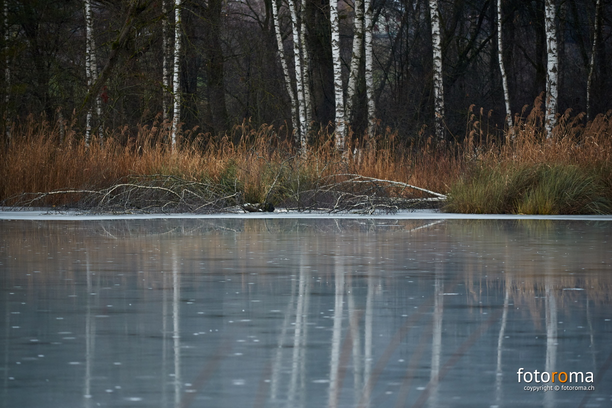 Gerzensee
	Regen auf Eis
 RM-2019-365-13.jpg