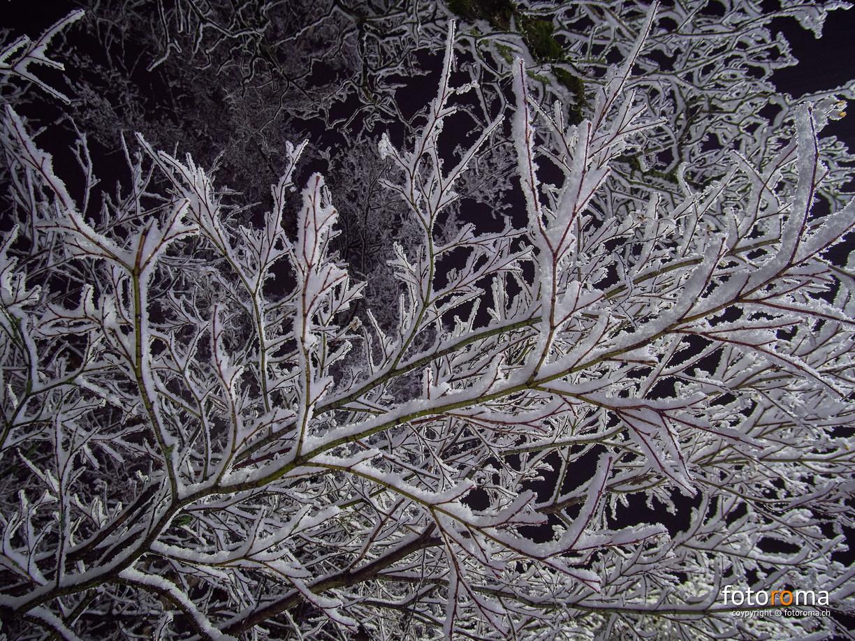 Verschneites Astgewirr
 RM-2019-365-32.jpg
