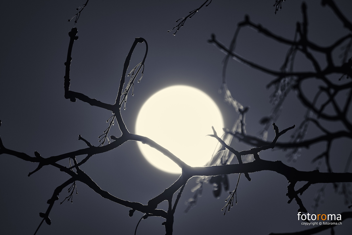 Mondhousi
	Foto Nr. 50/365
 RM-2019-365-50.jpg