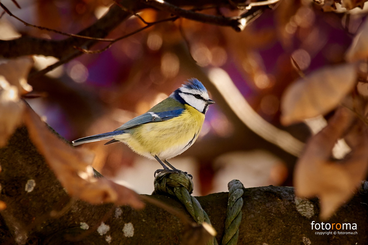 Blaumeise
 RM-2019-365-55.jpg