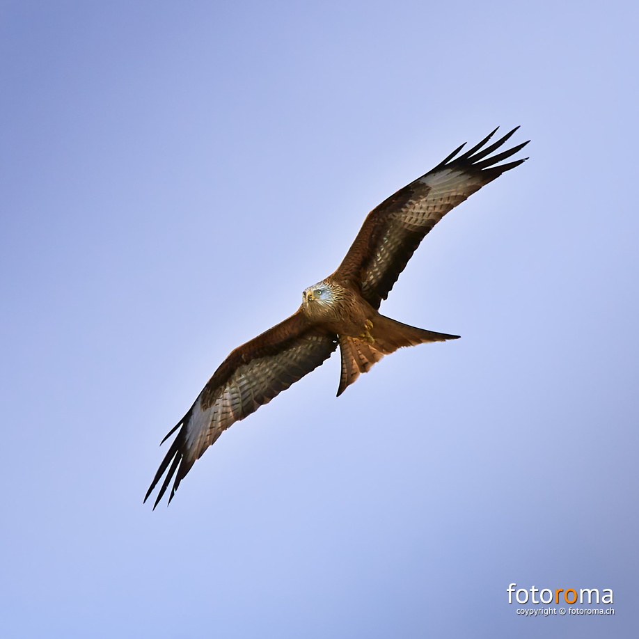 Rotmilan
 RM-2019-365-66.jpg