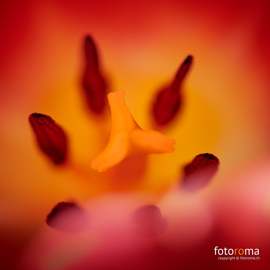 Tulipan
 RM-2019-365-79.jpg