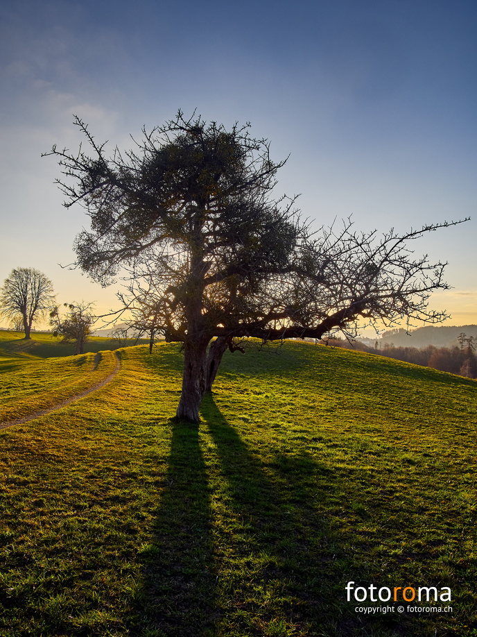 Lange Schatten
 RM-2019-365-87.jpg