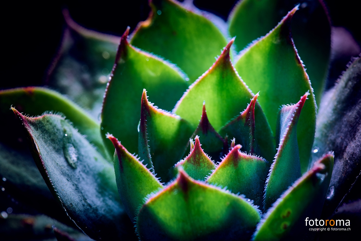 Hauswurz
 RM-2019-365-120.jpg