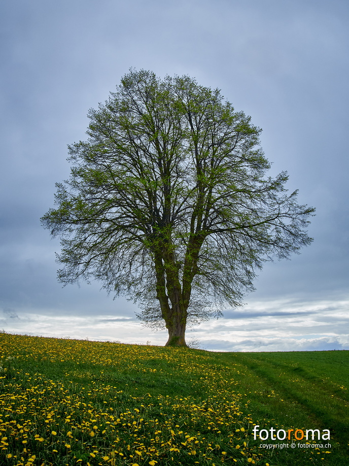 Lindenbaum - Frühling
	Hinter dem Voremberg
 RM-2019-365-129.jpg