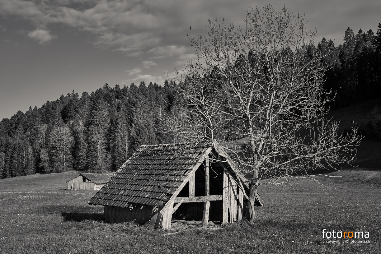 Zahn der Zeit
RM-2019-365-134.jpg