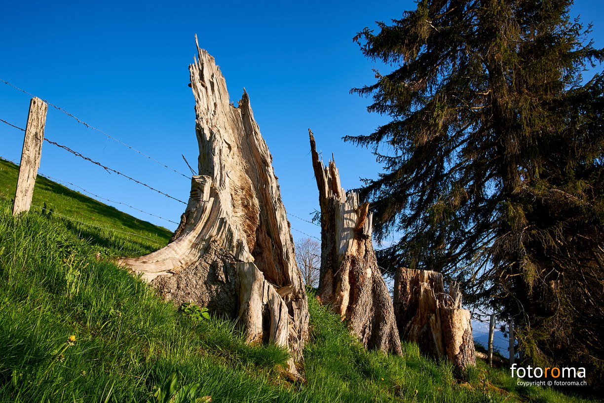 Die drei geknickten
RM-2019-365-143.jpg
