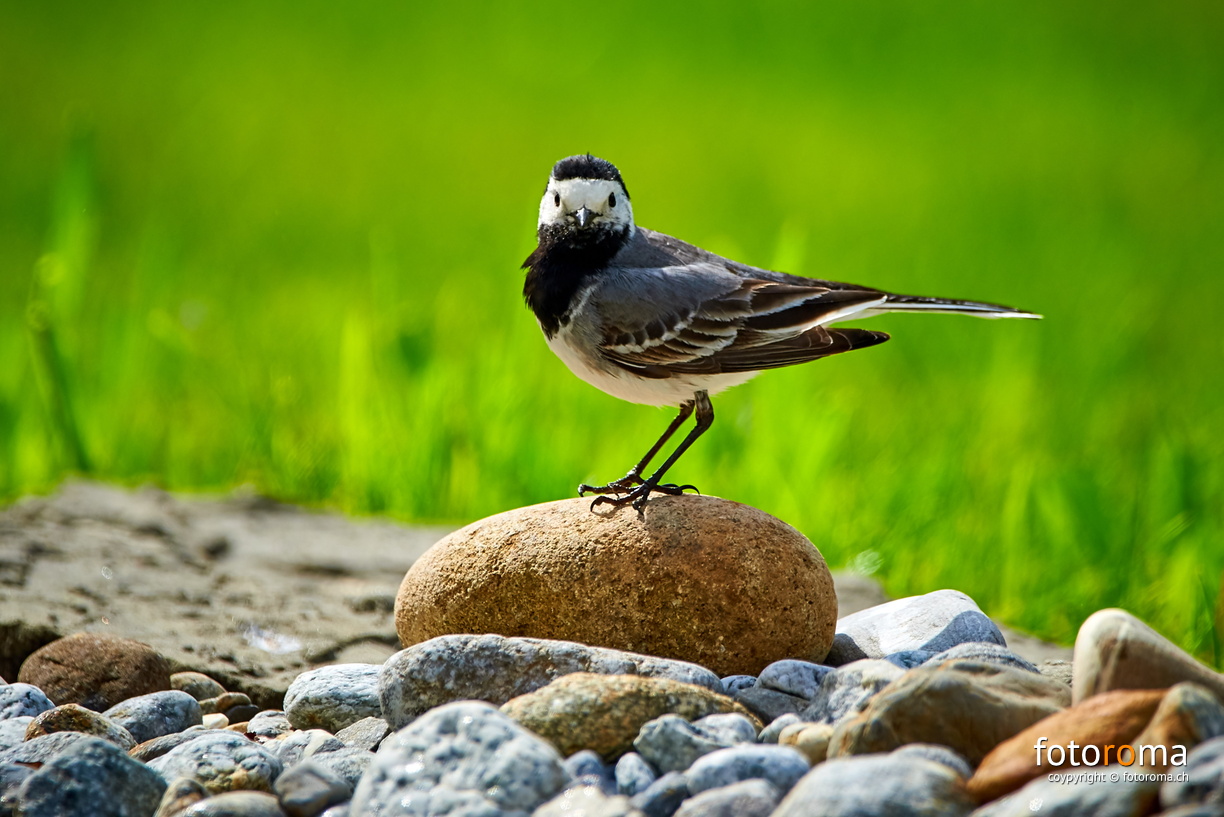 Face to face
 RM-2019-365-146.jpg