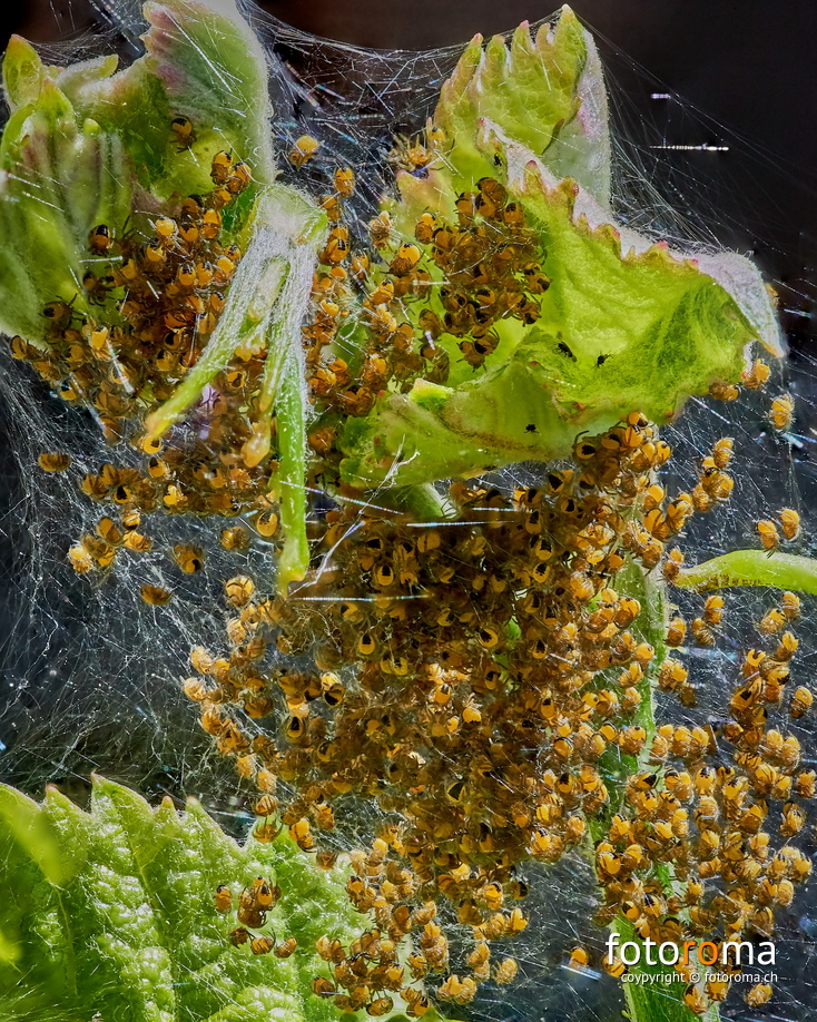 Spinnennest
	Junge Kreuzspinnen
 RM-2019-365-154.jpg