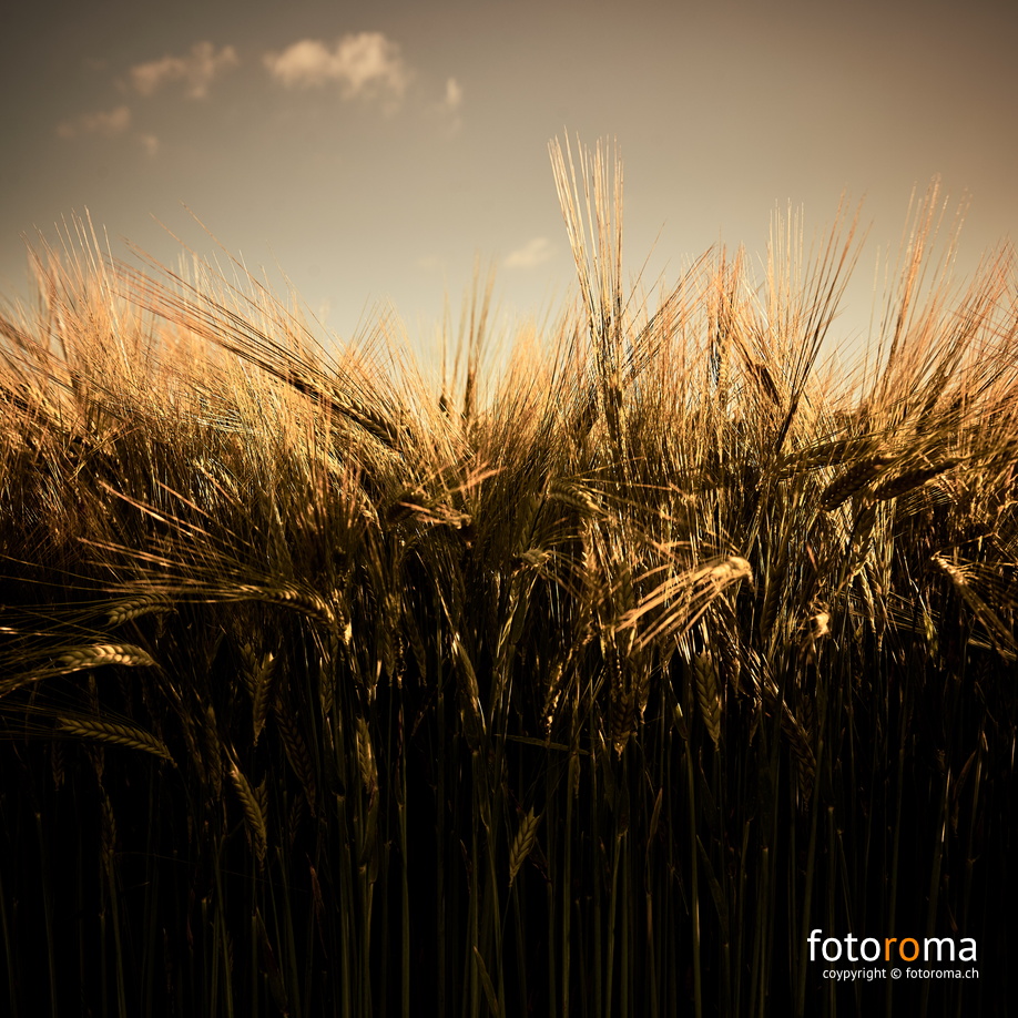 Kornfeld
 RM-2019-365-167.jpg