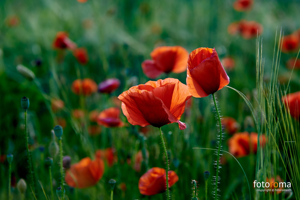 Farbtupfer
	Mohnblumen auf dem Belpberg
 RM-2019-365-170.jpg