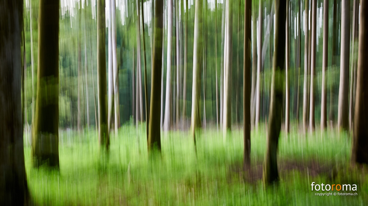 Dorfwald
 RM-2019-365-175.jpg