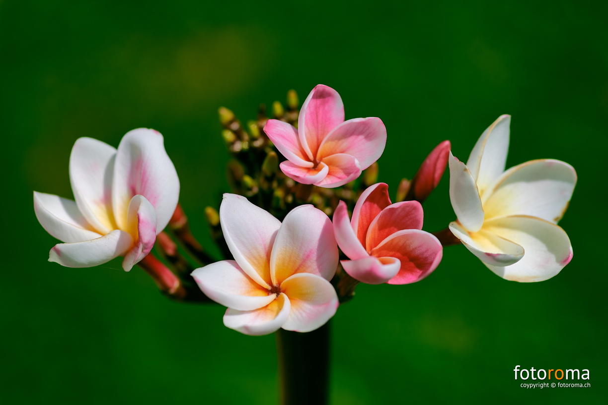 Plumeria rubra
 RM-2019-365-181.jpg