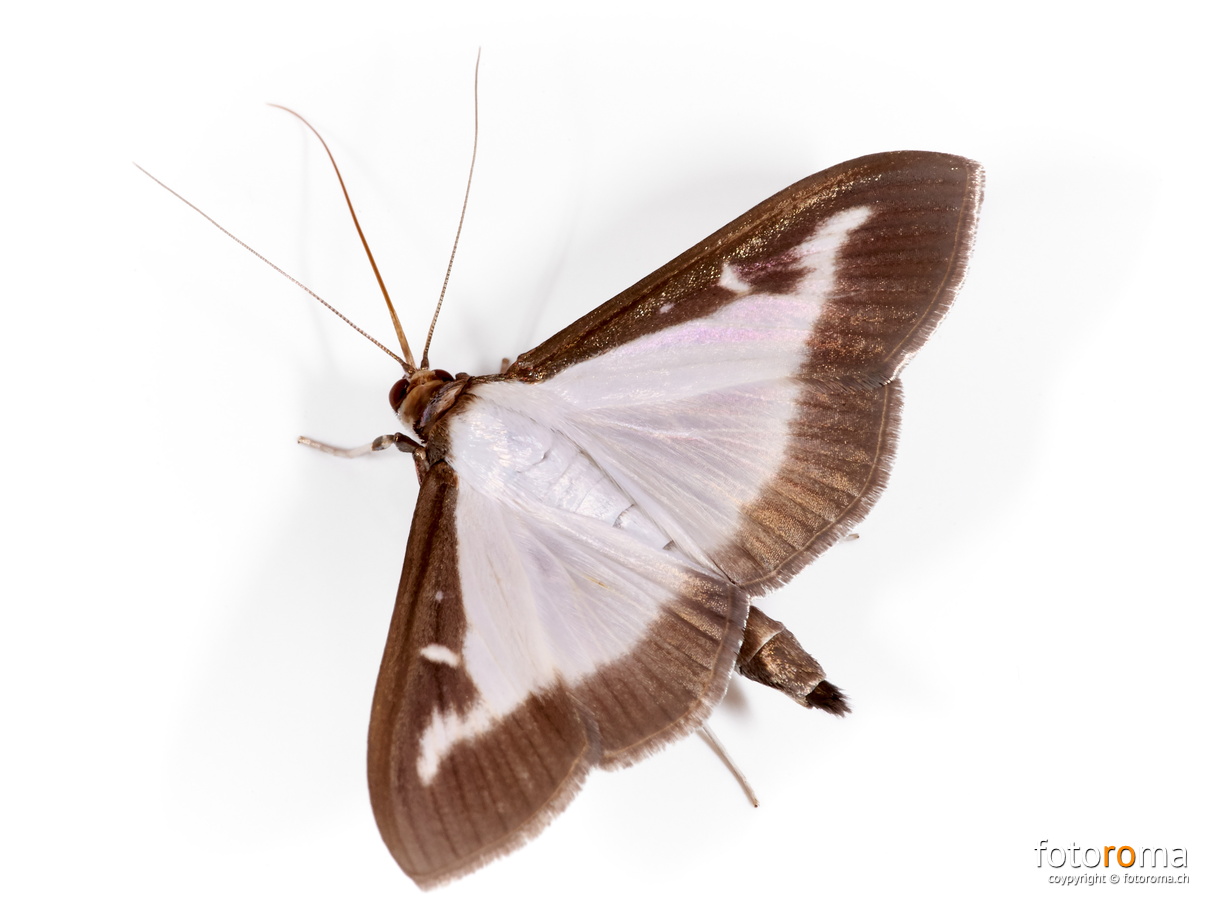 Nachtfaltigkeit
 RM-2019-365-185.jpg