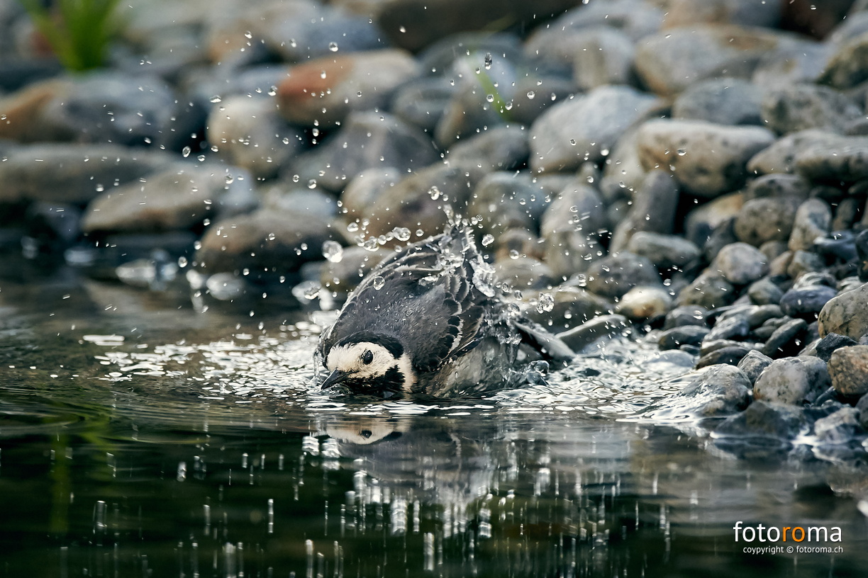 Erfrischung
	Bachstelze beim abendlichen Vollbad
 RM-2019-365-200.jpg