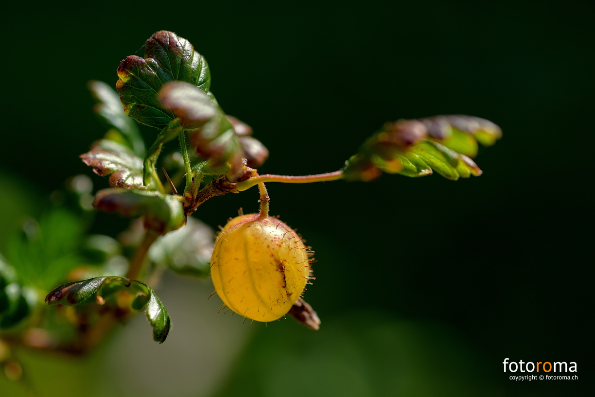 Stachelbeere
 RM-2019-365-201.jpg