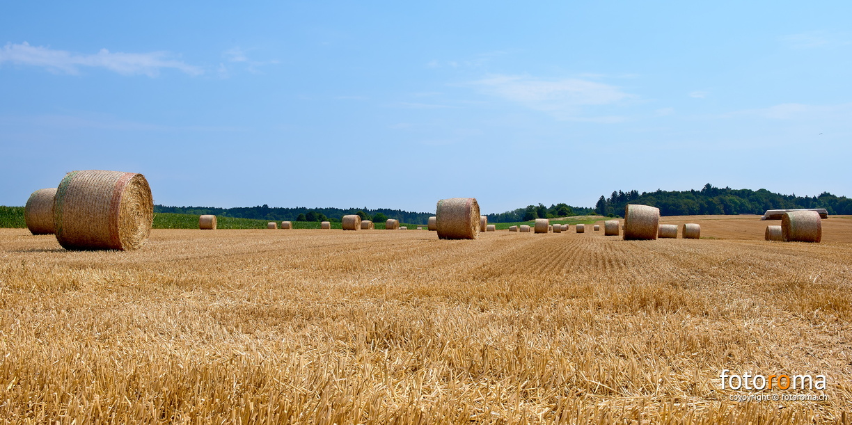 Das aufgerollte Feld
	Grossaffoltern
 RM-2019-365-207.jpg