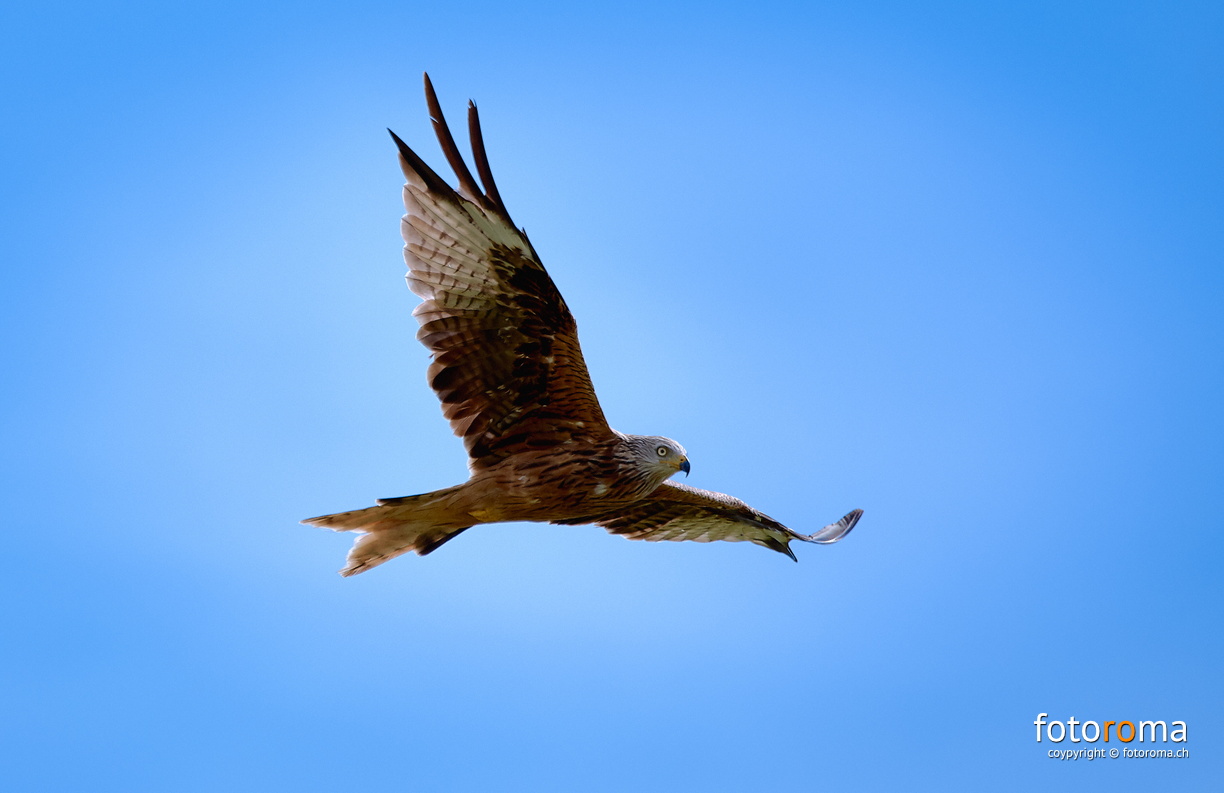 Rotmilan
 RM-2019-365-213.jpg