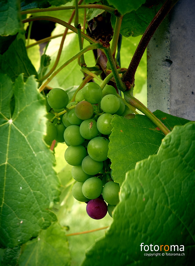 Chunt guet, der 19er ;-)
 RM-2019-365-221.jpg