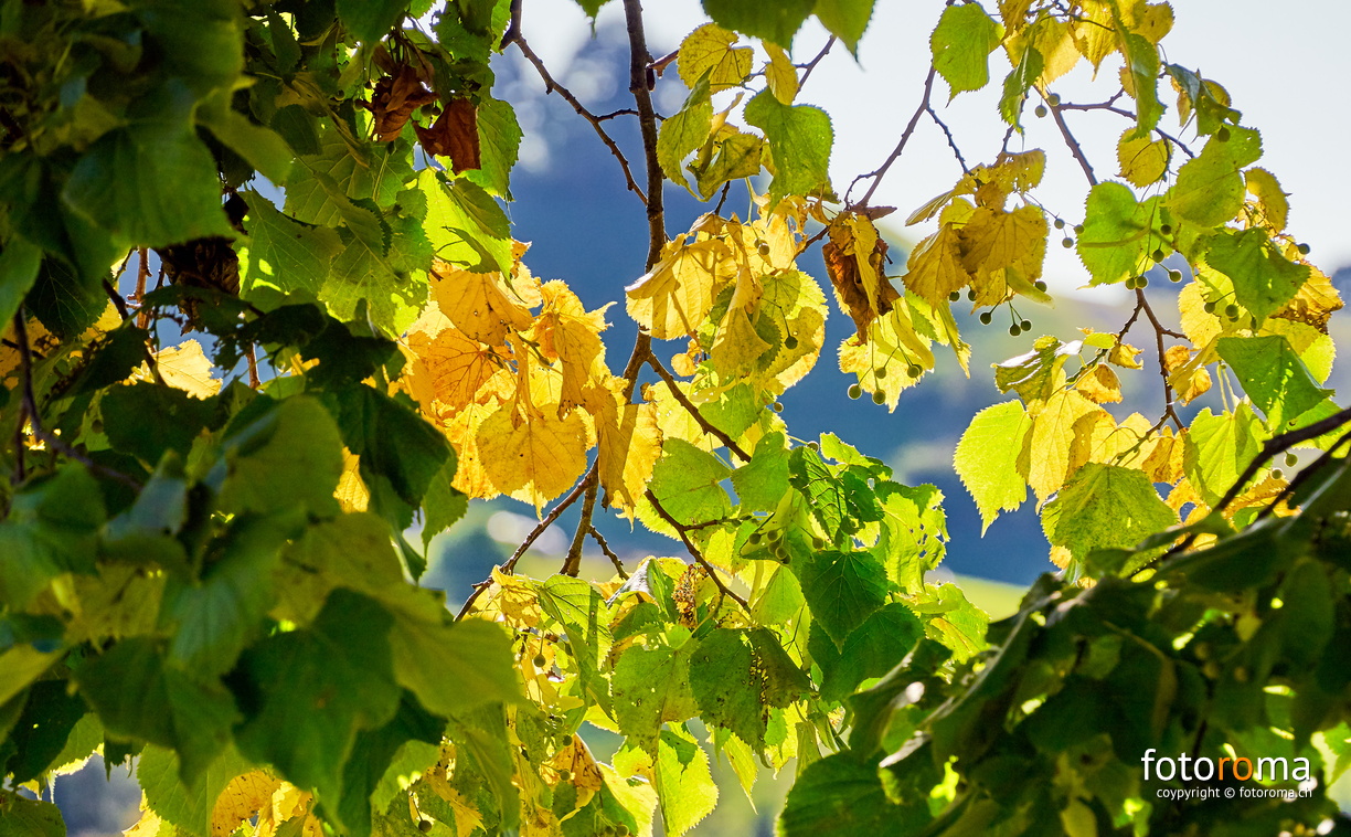 Herbstgold
 RM-2019-365-237.jpg