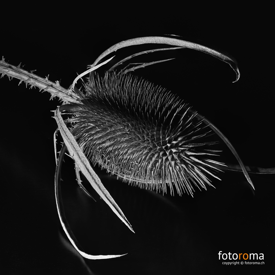 Weberdistel
 RM-2019-365-242.jpg