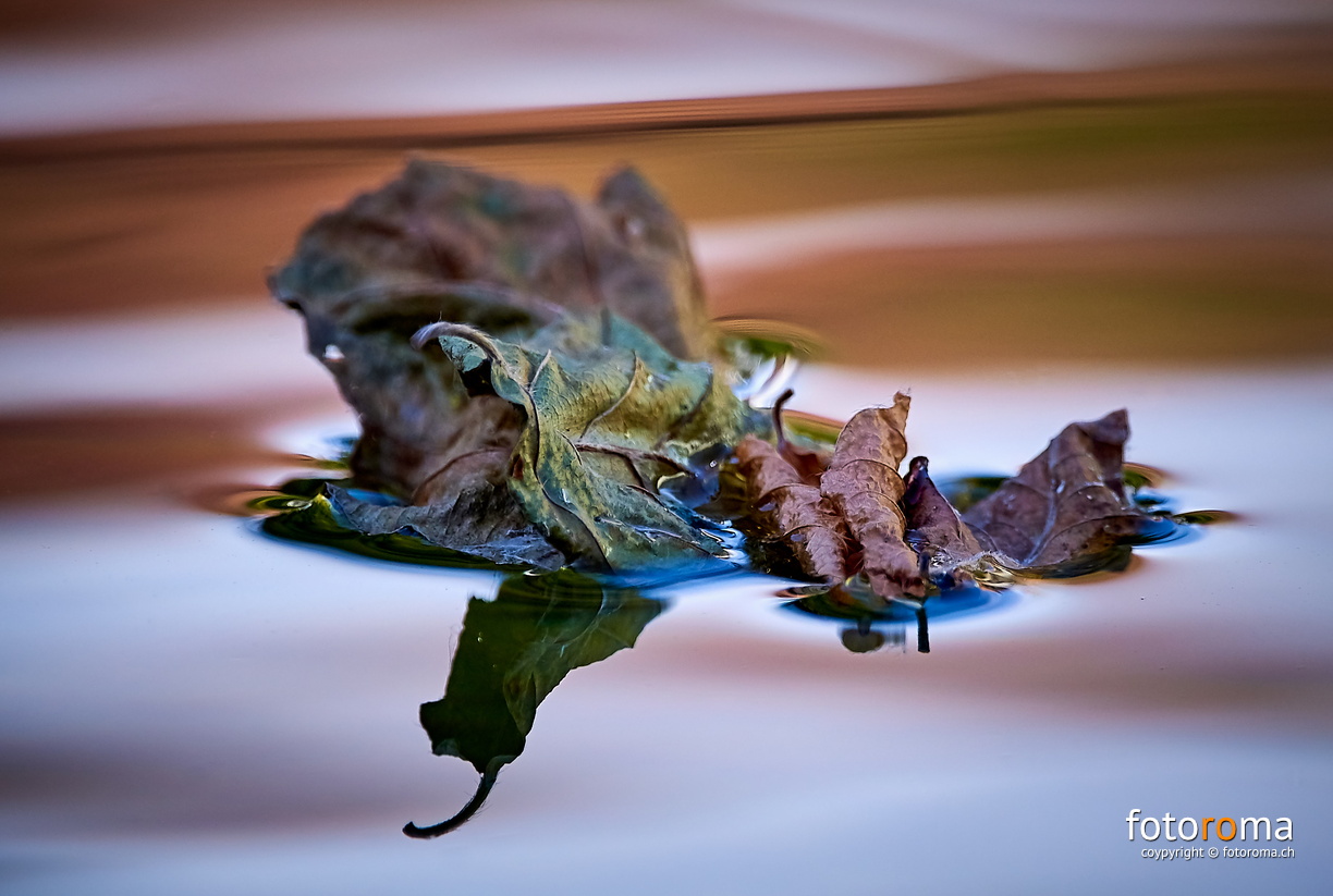 Schwimmende Blätter
 RM-2019-365-268.jpg