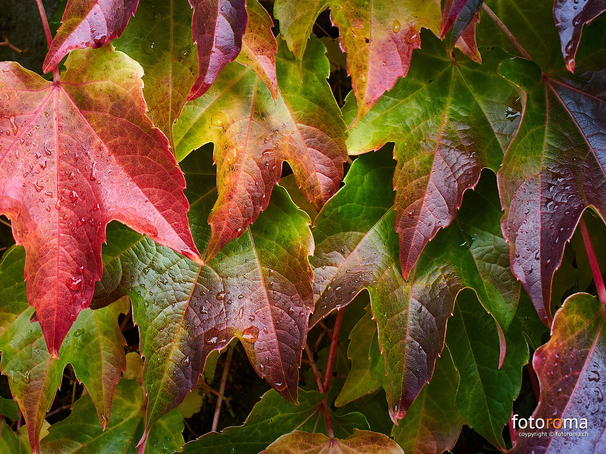 Herbstfarben
 RM-2019-365-293.jpg