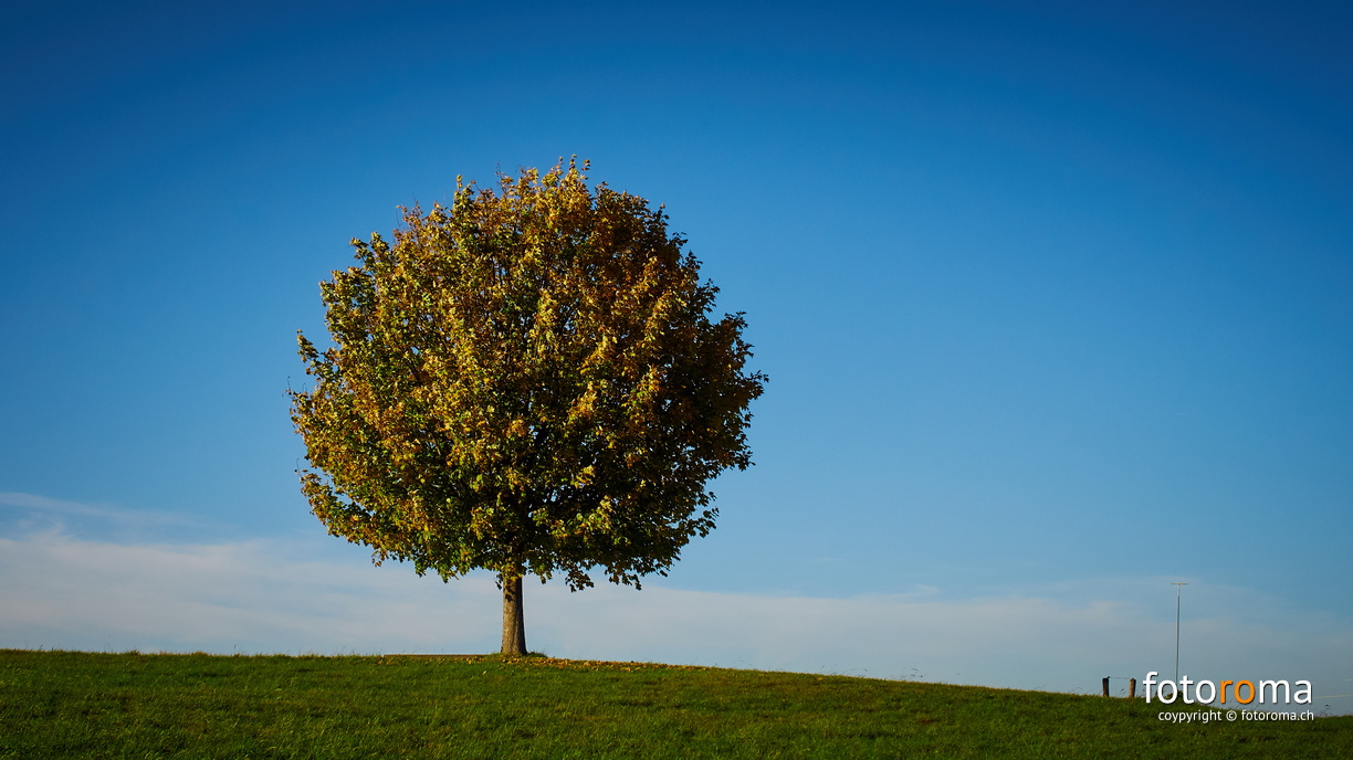 Baum am Horizont
 RM-2019-365-299.jpg