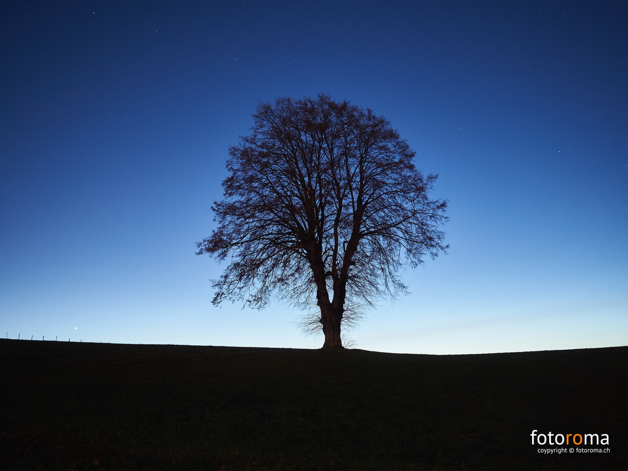 Lindenbaum im Mondschein
 RM-2019-365-344.jpg