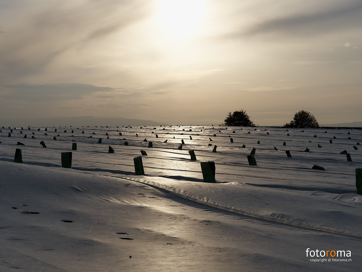 RM-2020.04.20-0202 - RM-2020.04.20-0202.jpg RM-2020.04.20-0202.jpg