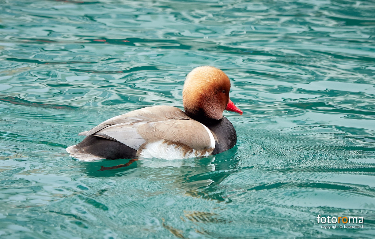 RM-2020.05.03-0216 - RM-2020.05.03-0216.jpg RM-2020.05.03-0216.jpg