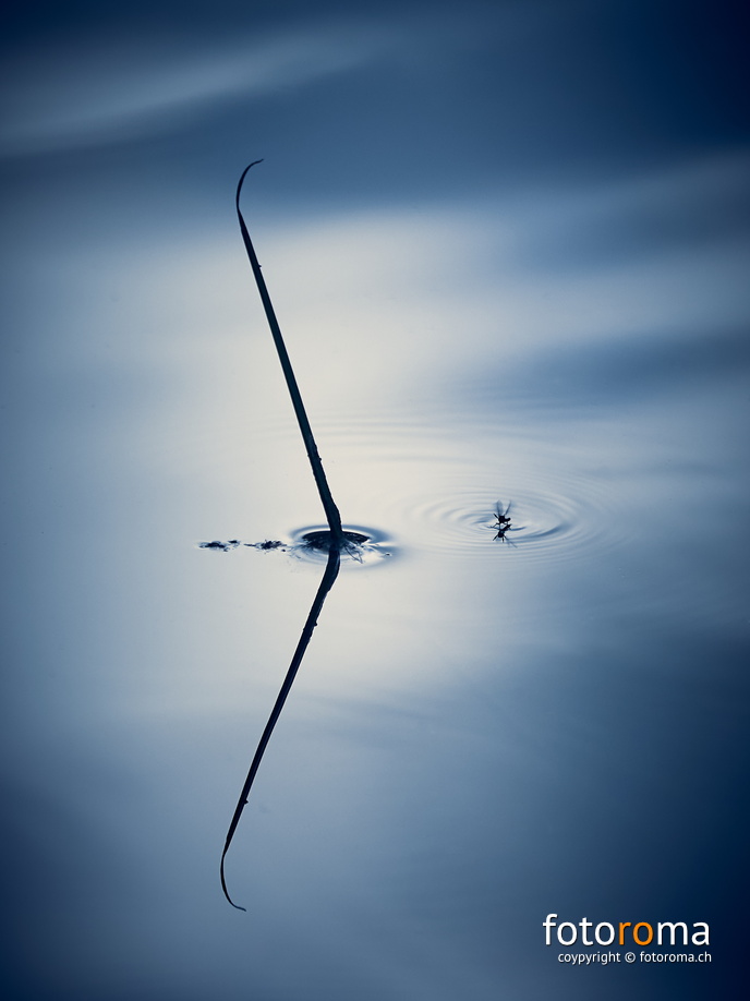 Hatching mosquito
 RM-2020.07.01-0256.jpg