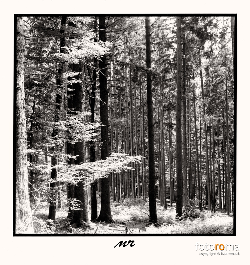 In the Wood
	Papierabzug
	 
	Nikon FM2n & Nikkor 35-70mm f1:3.3
	 
	f3.2, 1/250s
 RM-2022.03.23-0020.jpg