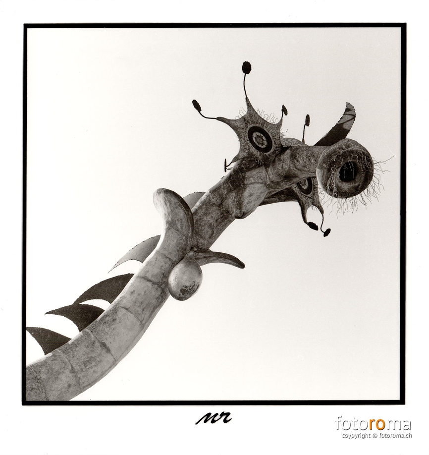 Nessie
(Betonskulptur von Jürg Ernst)
Papierabzug
Hasselblad 500c/m & Zeiss Planar 80mm f1:2.8
f5.6, 1/125s
RM-2022.04.03-0028.jpg