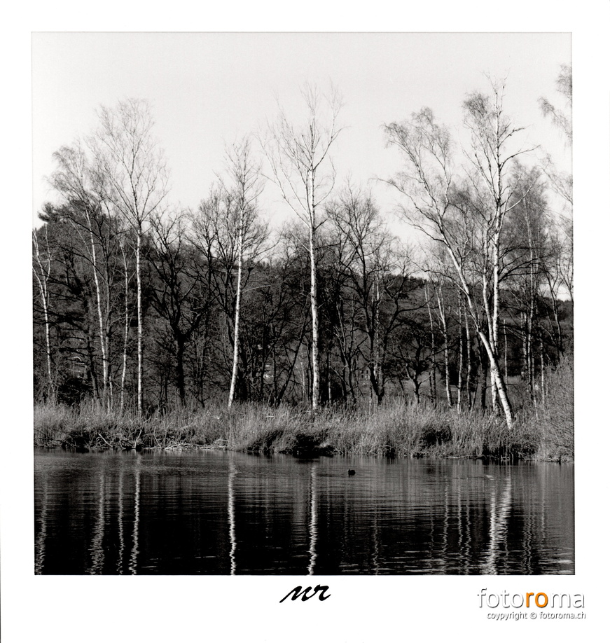 Birch Tree Reflection
	Papierabzug
	 
	Hasselblad 500c/m & Zeiss Planar 80mm f1:2.8
 RM-2022.04.08-0029.jpg