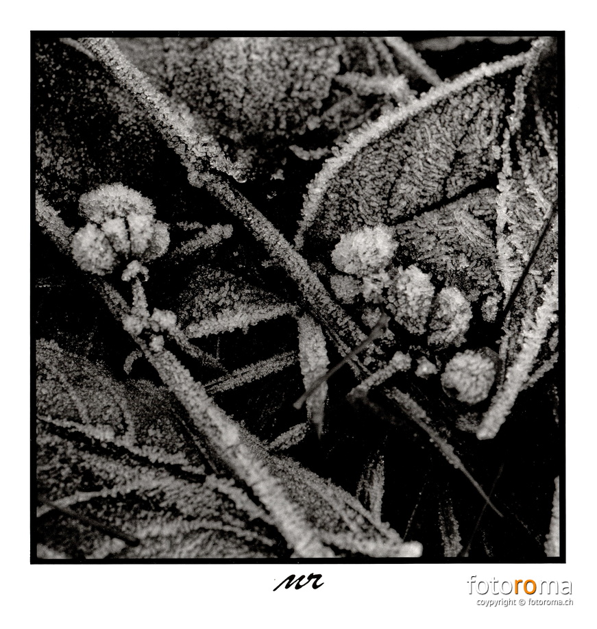 Frost 1
	Papierabzug
	 
	Nikon F100 & Nikkor AF-S 50mm f1.8
 RM-2023.12.28-0989.jpg