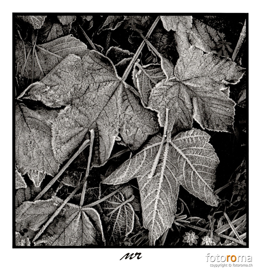 Frost 3
	Papierabzug
	 
	Nikon F100 & Nikkor AF-S 50mm f1.8
 RM-2023.12.28-0991.jpg
