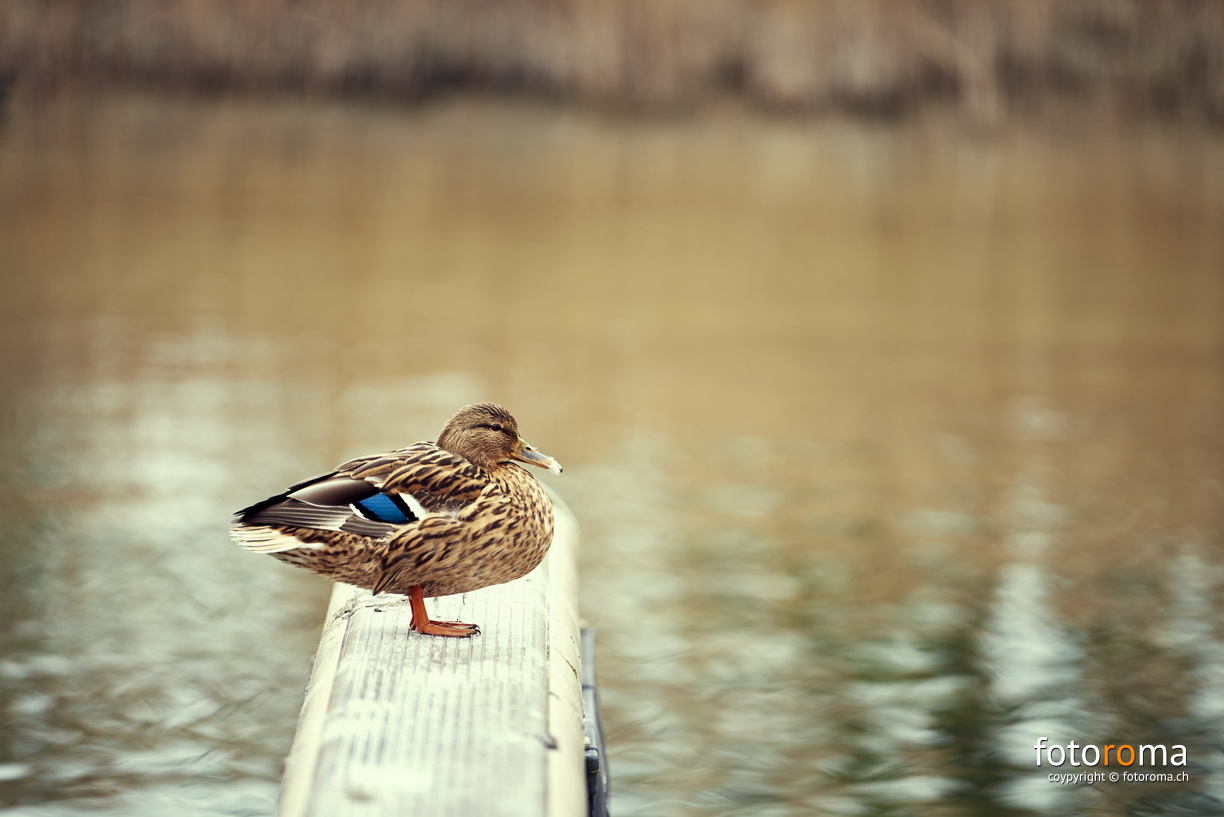 RM-2024.02.10-0007 - RM-2024.02.10-0007.jpg RM-2024.02.10-0007.jpg