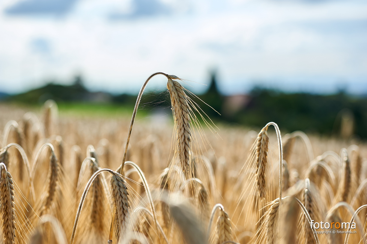 RM-2025.07.31-0271 - RM-2025.07.31-0271.jpg RM-2025.07.31-0271.jpg